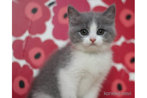 成約済の東京都のスコティッシュフォールド-71214の1枚目